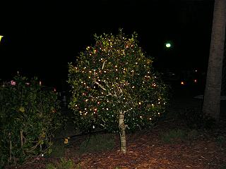 Christmas Luminaries at Gulf to Bay Slide 4