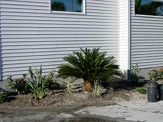 Hall Plantings January 2002 - Slide 1