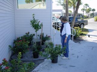 Hall Plantings January 2002 - Slide 7