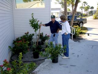 Hall Plantings January 2002 - Slide 8