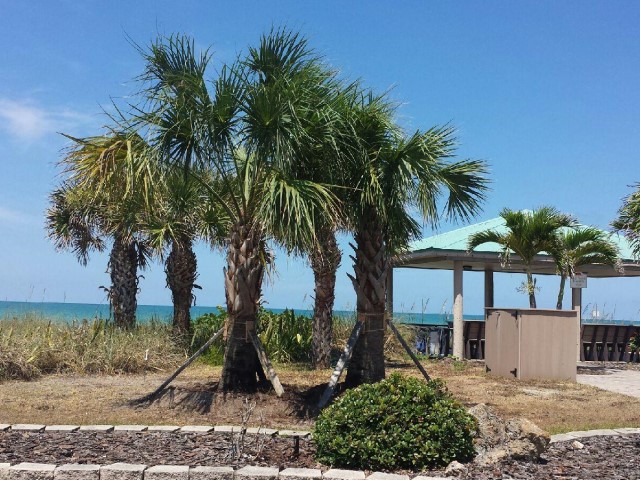 New Trees at Gulf to Bay<br> Photo by Don Pease -  Slide  1