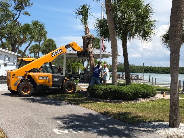 New Trees at Gulf to Bay<br> Photo by Don Pease -  Slide  11